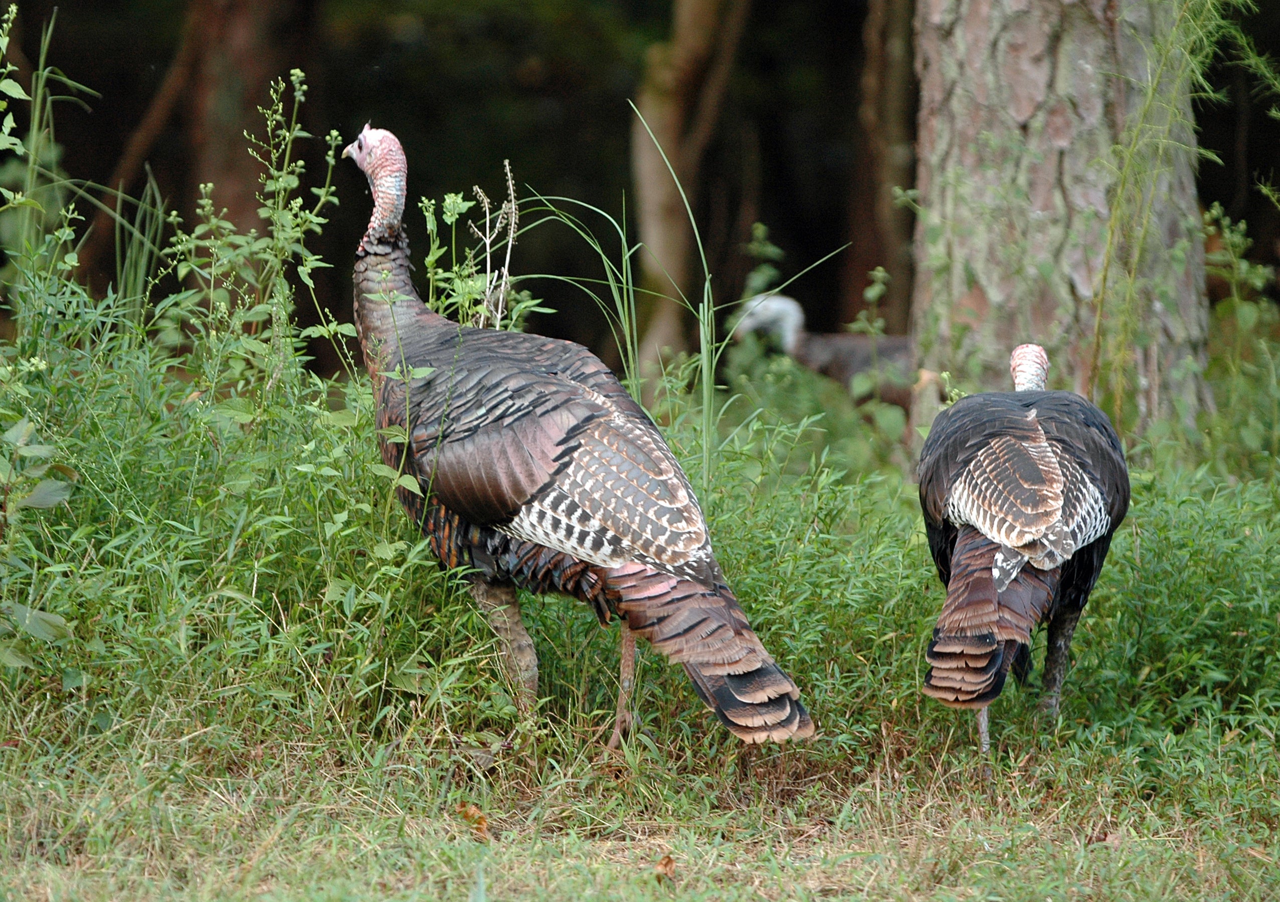 Advisory Board Approves Changes to 2022 Turkey Season Outdoor Alabama
